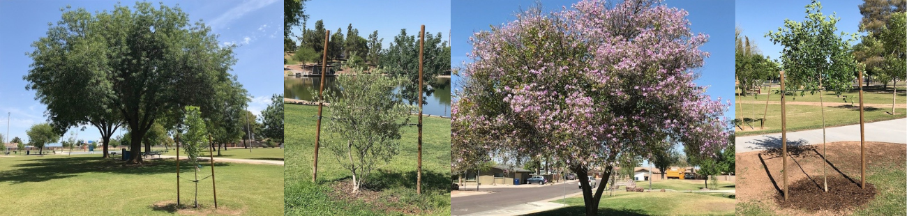 Four photos of mature and new trees in Tempe parks